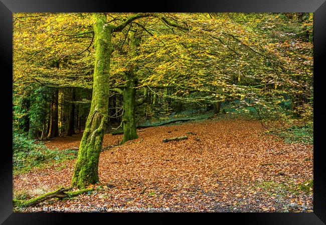 Beech Tree woodland in Autumn Framed Print by Nick Jenkins