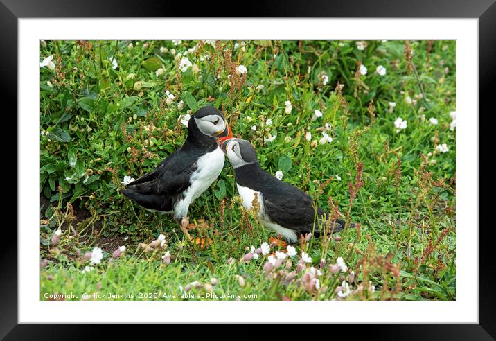 Puffins on a cliff Skomer Island Framed Mounted Print by Nick Jenkins