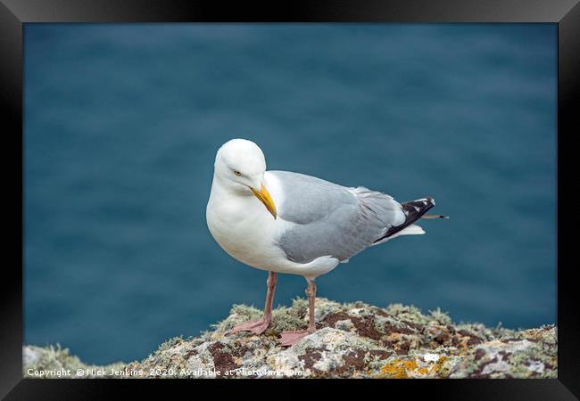 Herring Gull on Skomer Island Clifftop  Framed Print by Nick Jenkins