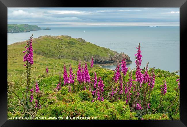 Pembrokeshire Coast at Deer Park with Foxgloves Framed Print by Nick Jenkins