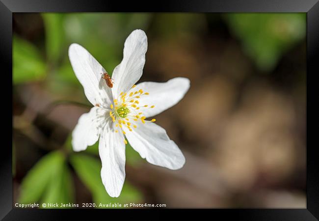 Wood anemone and Small Beetle April SpringtimeClos Framed Print by Nick Jenkins