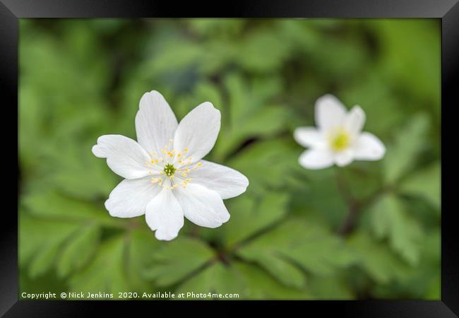 Two Wood Anemones in a Local Woodland Framed Print by Nick Jenkins