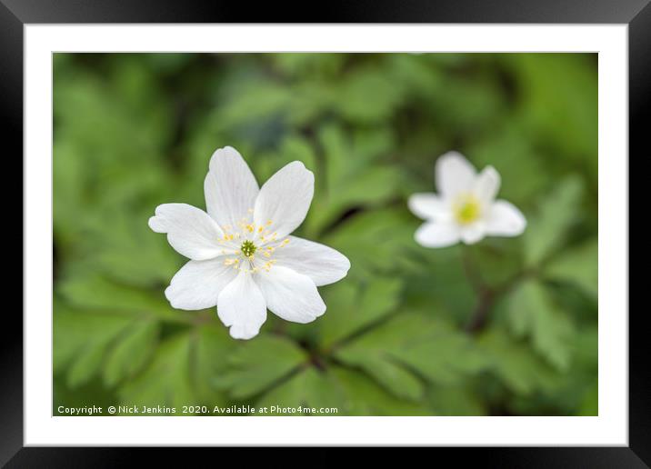 Two Wood Anemones in a Local Woodland Framed Mounted Print by Nick Jenkins
