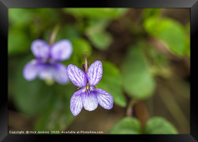 Sweet Violet or Viola ordorata in Spring Close up  Framed Print by Nick Jenkins