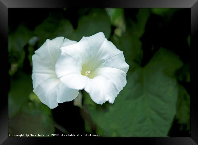 Two White Bindweed Flowers known as Convolvulus Cl Framed Print by Nick Jenkins
