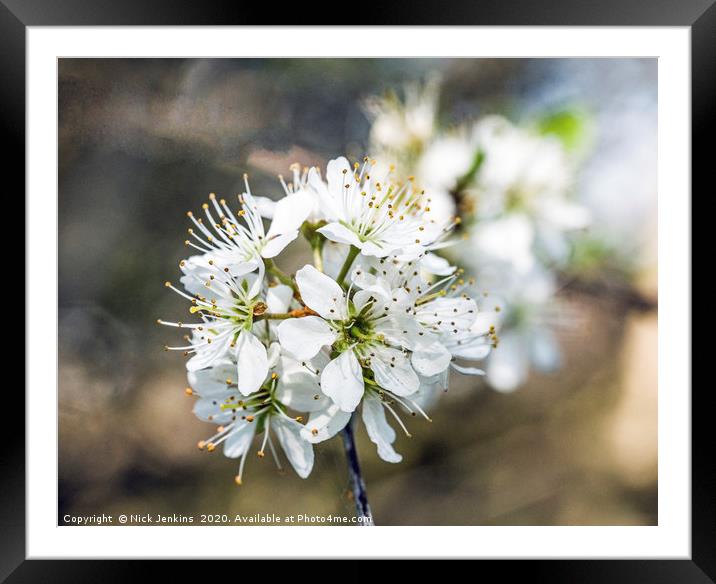 Hawthorn Blossom in April Springtime  Close up Framed Mounted Print by Nick Jenkins