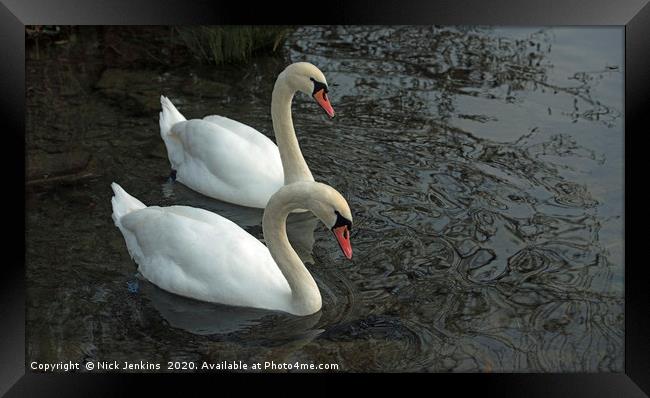 Two Mute Swans on a Lake Together Framed Print by Nick Jenkins