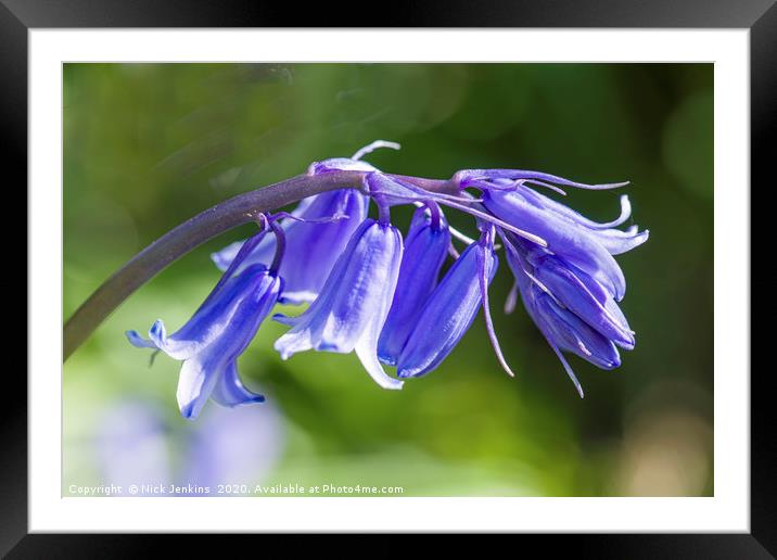 Bluebell Flowers Close Up  Framed Mounted Print by Nick Jenkins