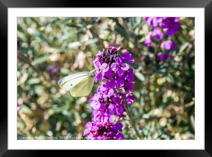 Large White Butterfly on Wallflower Spring Framed Mounted Print by Nick Jenkins
