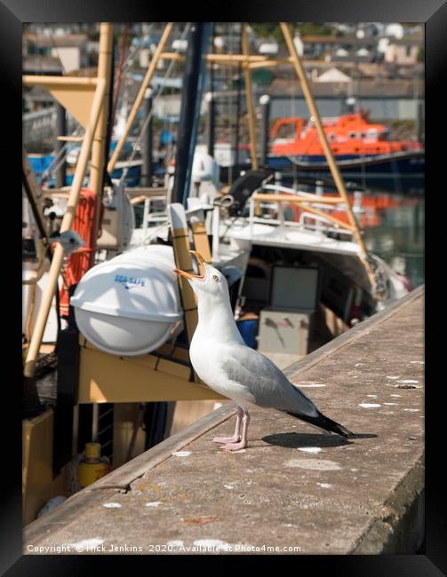 Herring Gull Squawking Newlyn Harbour Framed Print by Nick Jenkins