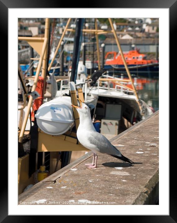 Herring Gull Squawking Newlyn Harbour Framed Mounted Print by Nick Jenkins
