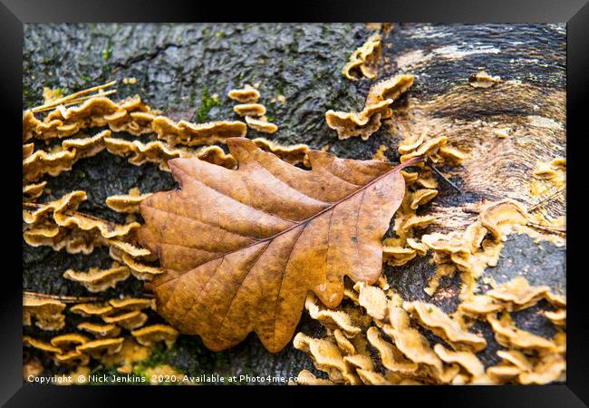 The Autumnal Oak Leaf  resting on a log Framed Print by Nick Jenkins