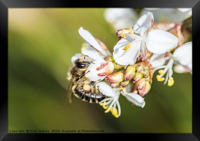 Bee on a Pieris Japonica Flower Springtime Framed Print by Nick Jenkins