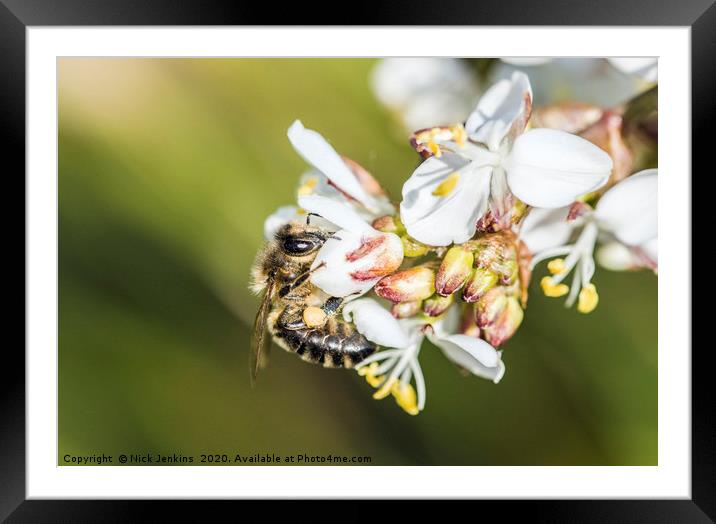 Bee on a Pieris Japonica Flower Springtime Framed Mounted Print by Nick Jenkins