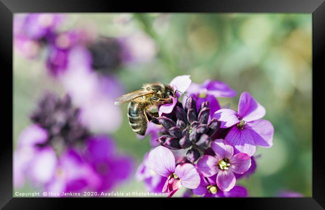 Honey Bee Collecting Nectar from Wallflower Framed Print by Nick Jenkins