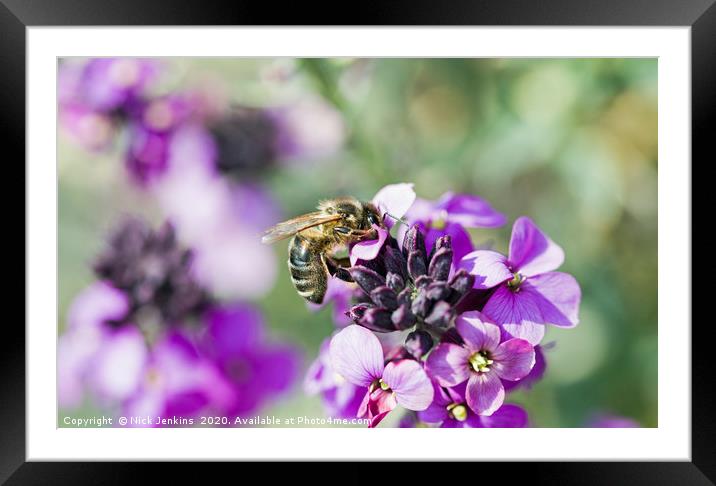 Honey Bee Collecting Nectar from Wallflower Framed Mounted Print by Nick Jenkins