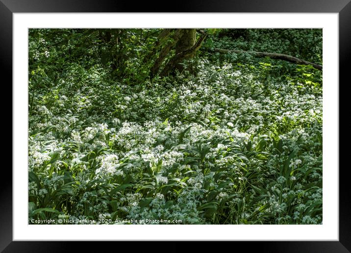 Ramsons or Wild Garlic in Woodland Framed Mounted Print by Nick Jenkins