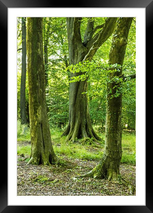 Three Beech Trees Wentwood Forest Monmouthshire Framed Mounted Print by Nick Jenkins