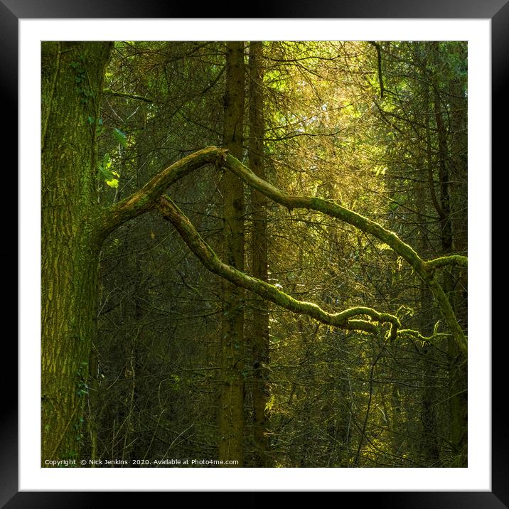 Trees in Wentwood Forest Monmouthshire Framed Mounted Print by Nick Jenkins