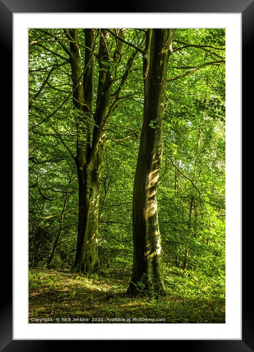 Wentwood Forest Monmouthshire Two Beech Trees Framed Mounted Print by Nick Jenkins