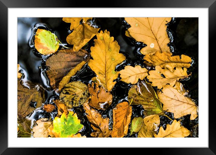 Autumn leaves in a woodland pond Framed Mounted Print by Nick Jenkins