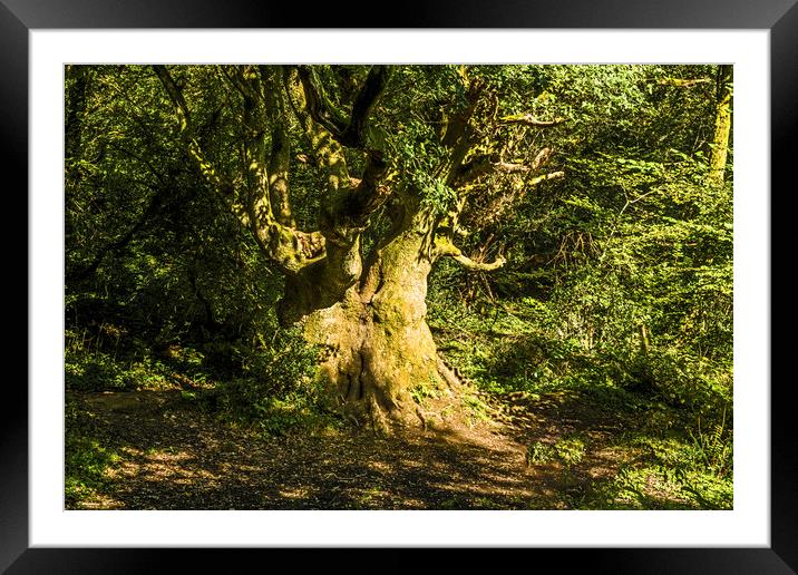 Ancient Oak Tree in Local Woods in autumn Framed Mounted Print by Nick Jenkins