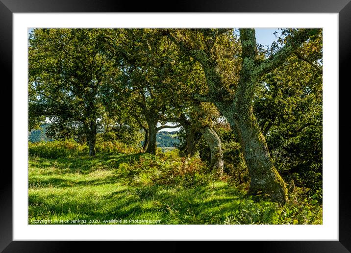 Oak trees around a local hillfort near Cardiff  Framed Mounted Print by Nick Jenkins
