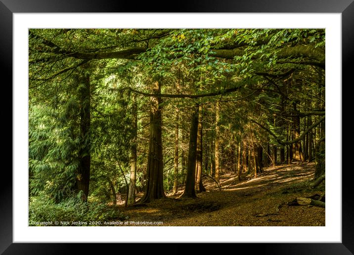 Pine Trees in a woodland near Cardiff south Wales Framed Mounted Print by Nick Jenkins