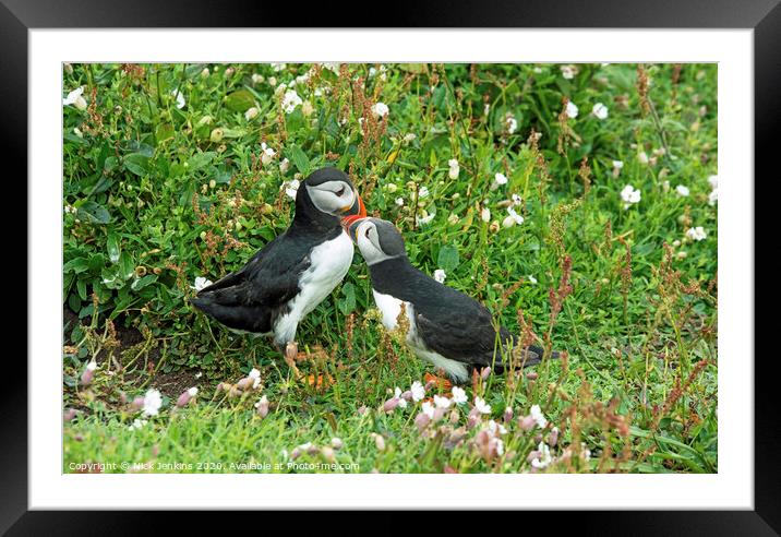 Puffins by burrow Skomer Island Framed Mounted Print by Nick Jenkins