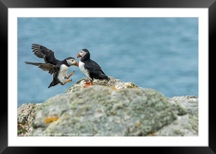 Puffins flying and sitting on rock on Skomer Islan Framed Mounted Print by Nick Jenkins