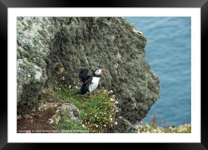 Solitary Puffin on a cliff on Skomer Framed Mounted Print by Nick Jenkins