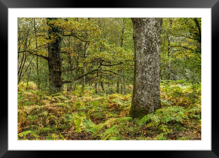 Autumn Woods in the Forest of Dean Gloucestershire Framed Mounted Print by Nick Jenkins
