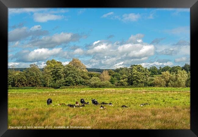 Cows resting in a meadow in West Sessex Framed Print by Nick Jenkins