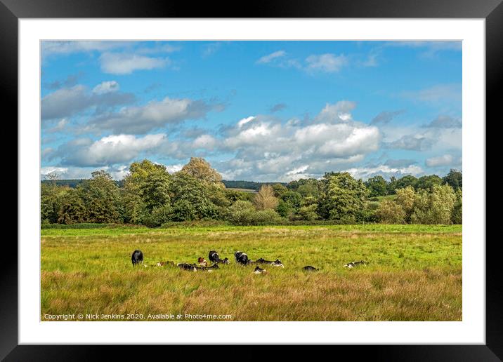 Cows resting in a meadow in West Sessex Framed Mounted Print by Nick Jenkins