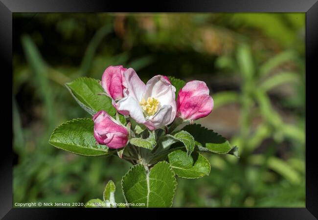 White and pink Crab Apple Blossom April 2020   Framed Print by Nick Jenkins