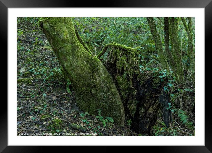 A tree trunk and Tree Stump in Local Woodland Framed Mounted Print by Nick Jenkins