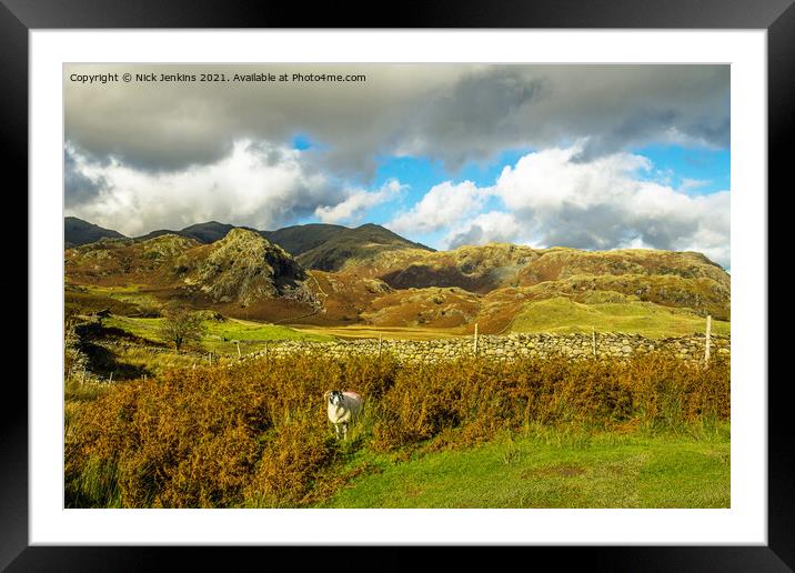 The Coniston Fells and sheep in the Lake District Framed Mounted Print by Nick Jenkins