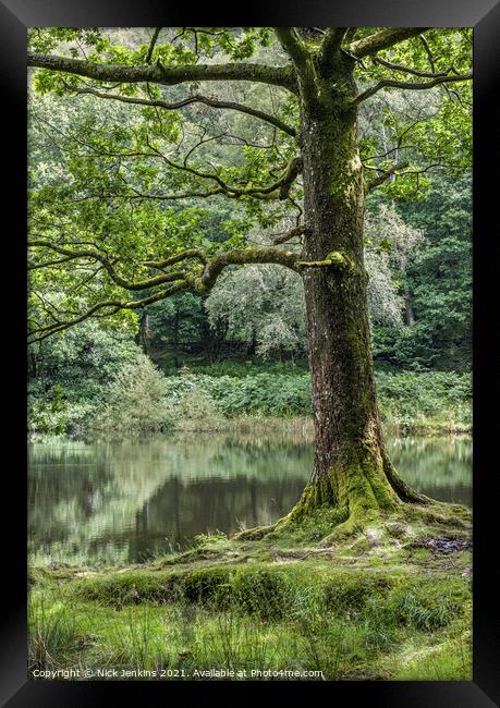 A walk around Yew Tree Tarn in the Lake District  Framed Print by Nick Jenkins