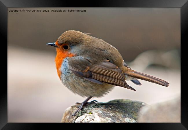 Robin on a rock with feathers fluffed up  Framed Print by Nick Jenkins