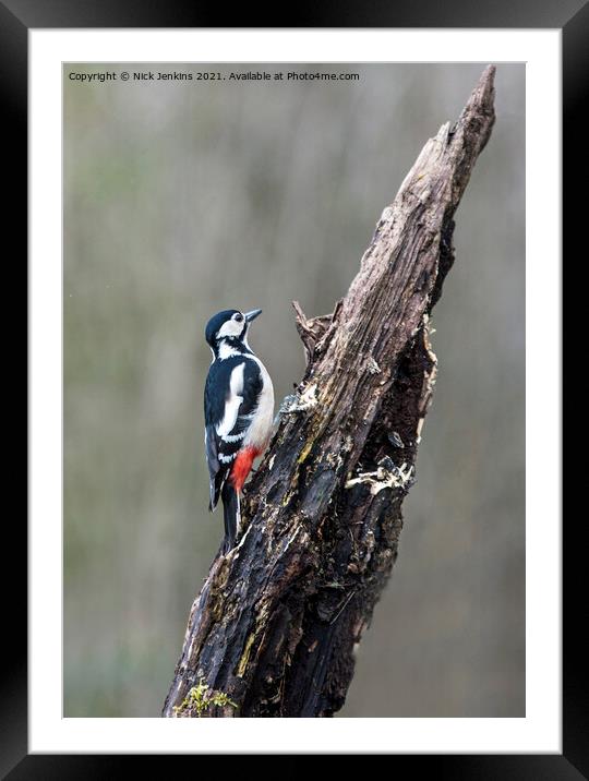 Great Spotted Woodpecker tree trunk (Dendrocopos m Framed Mounted Print by Nick Jenkins