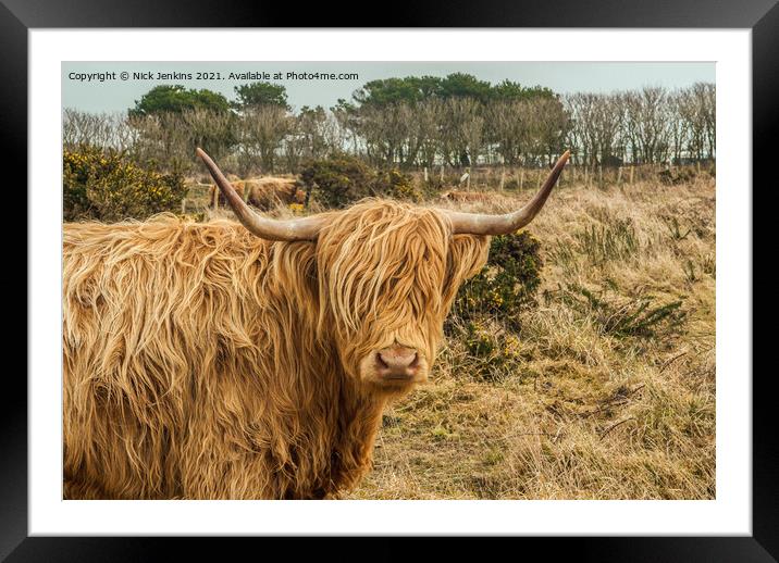 Highland Cow near St Davids Pembrokeshire Framed Mounted Print by Nick Jenkins