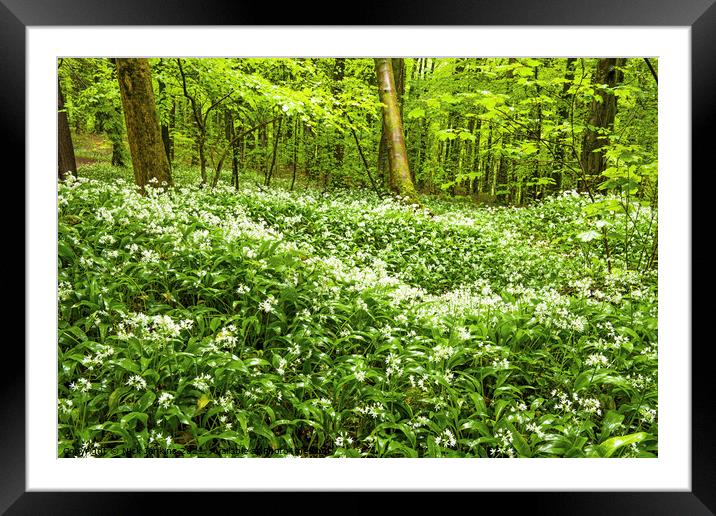 Ramsons or Wild Garlic in Woodland north of Cardif Framed Mounted Print by Nick Jenkins