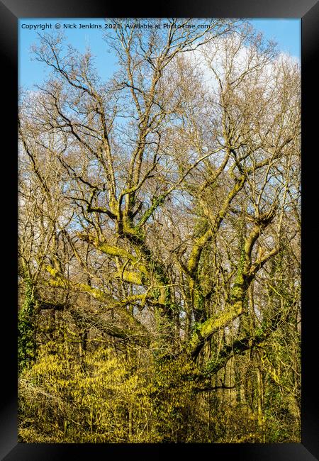 Woods at the end of February before Spring arrives Framed Print by Nick Jenkins