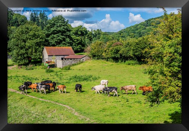 Cows in a Meadow Gloucestershire side of River Wye Framed Print by Nick Jenkins