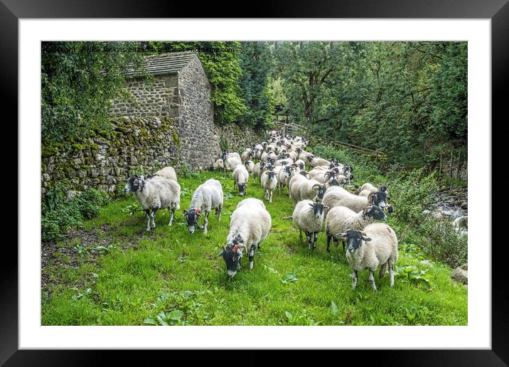 An advancing army of sheep at Hubberholme  Framed Mounted Print by Nick Jenkins