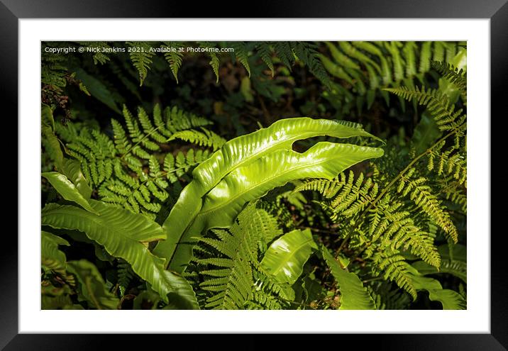 Ferns all together in a local woodland in Wales Framed Mounted Print by Nick Jenkins