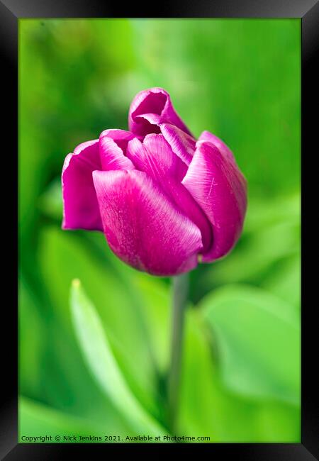 Dark Pink Tulip in April  Framed Print by Nick Jenkins