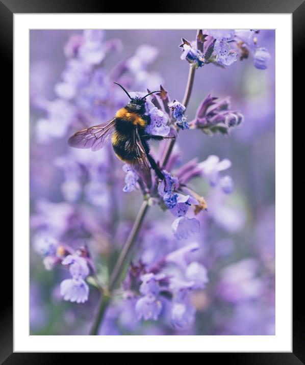 Bumbling amongst the lavender Framed Mounted Print by Iona Newton