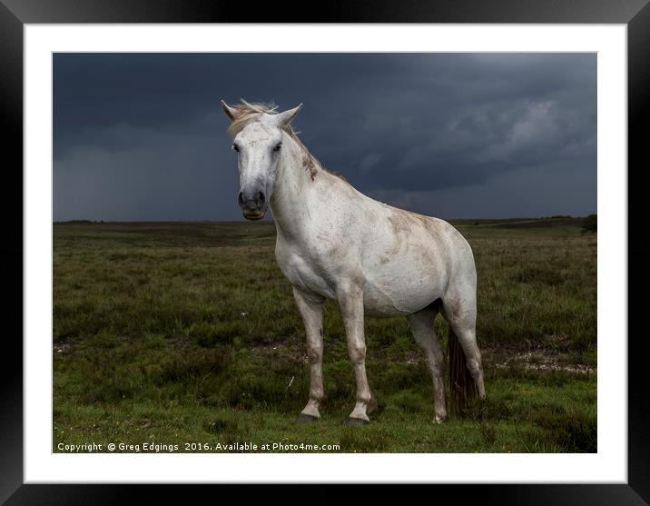 New Forest Pony Framed Mounted Print by Greg Edgings