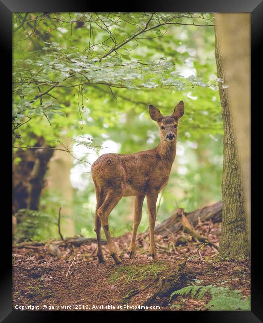 Roe deer in the woods Framed Print by gary ward